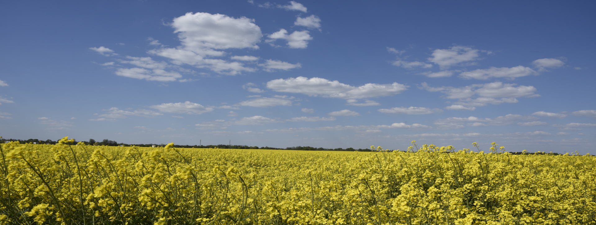 RAPESEEDS FIELD (2).jpg